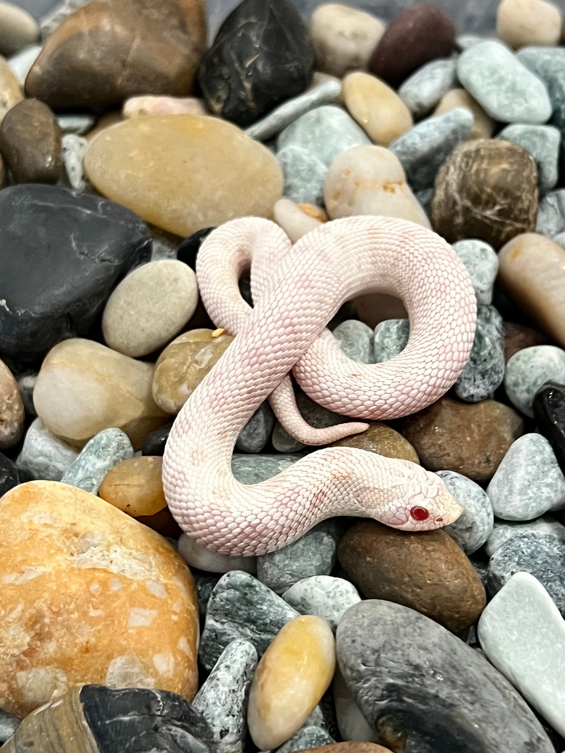 2022 Yeti Western Hognose by Captivating Reptiles LLC MorphMarket