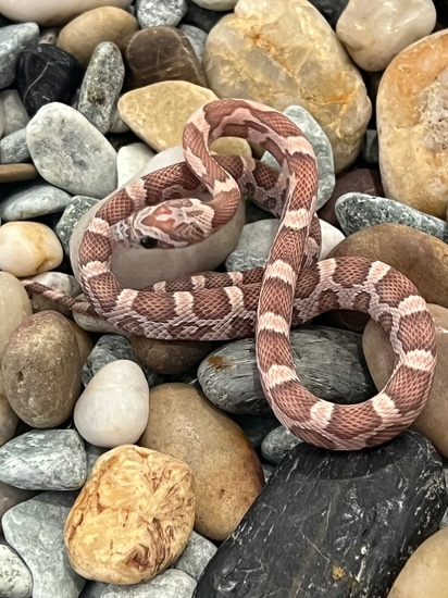 Orchid PH Stripe Amel Corn Snake by Captivating Reptiles LLC