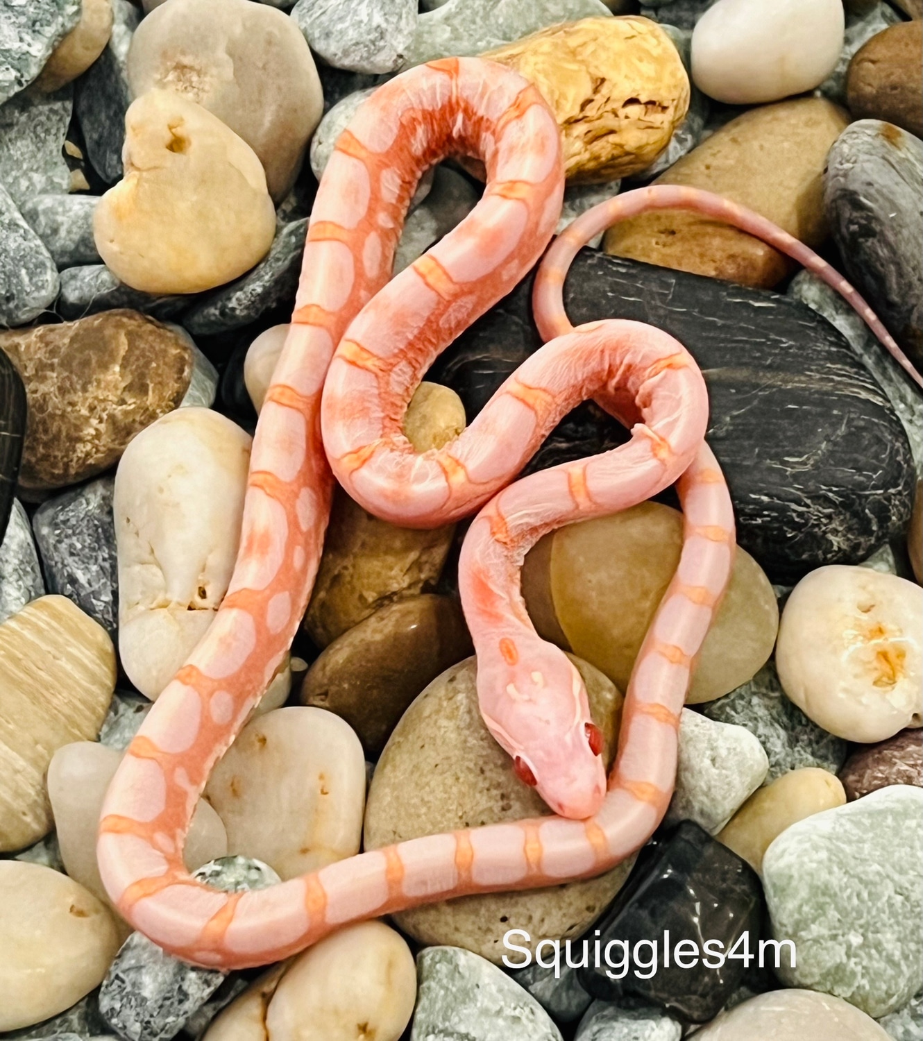 ERO Scaleless Corn Snake by Captivating Reptiles LLC - MorphMarket