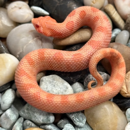Solar Flare Het Lavender Western Hognose