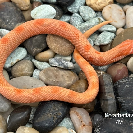 Solar Flare Het Lavender Western Hognose