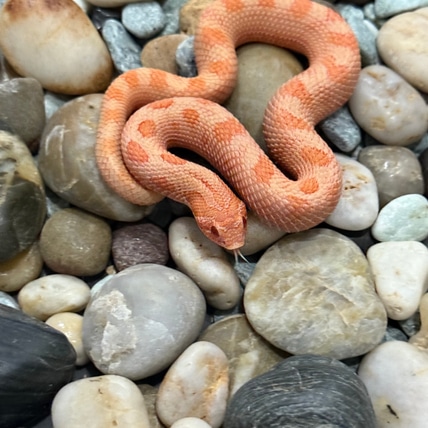 Solar Flare Het Lavender Western Hognose