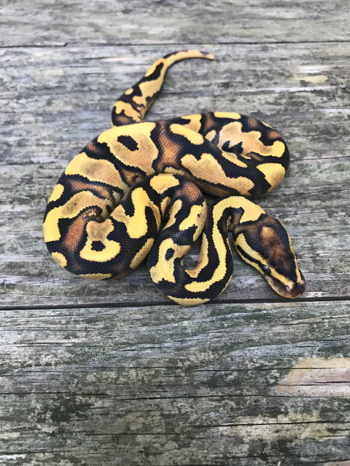 Orange Dream Fire Yellow Belly 66 Het Clown Ball Python by Pates