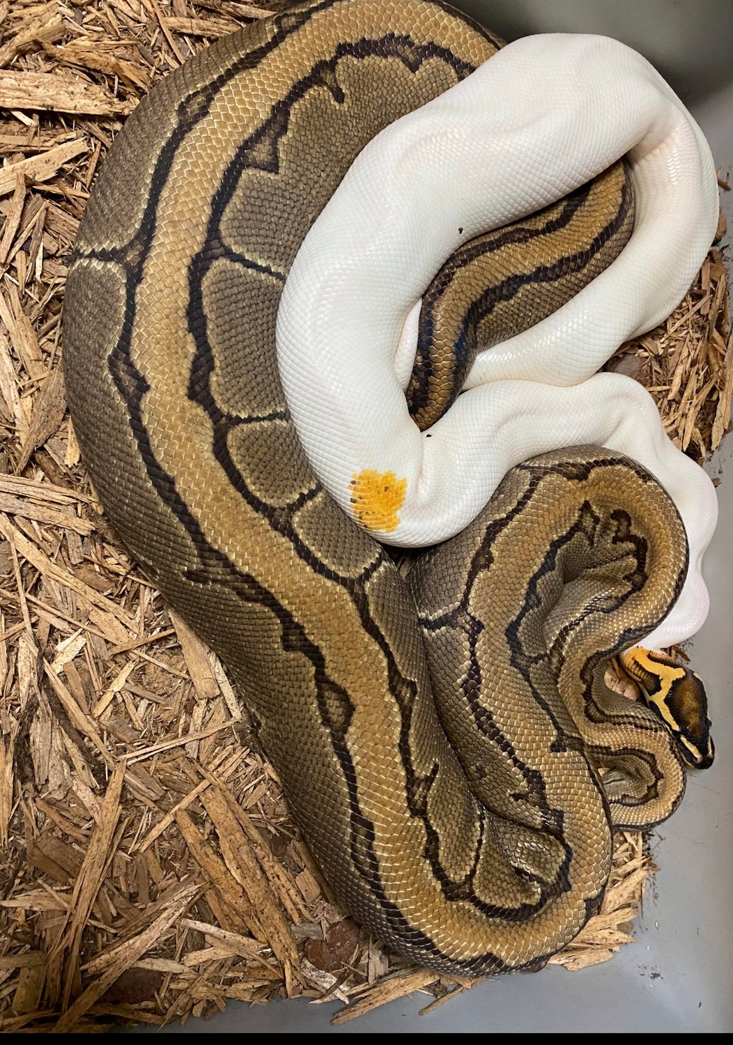 Orange Dream Yellow Belly Genex Pied Ball Python by Pates reptiles