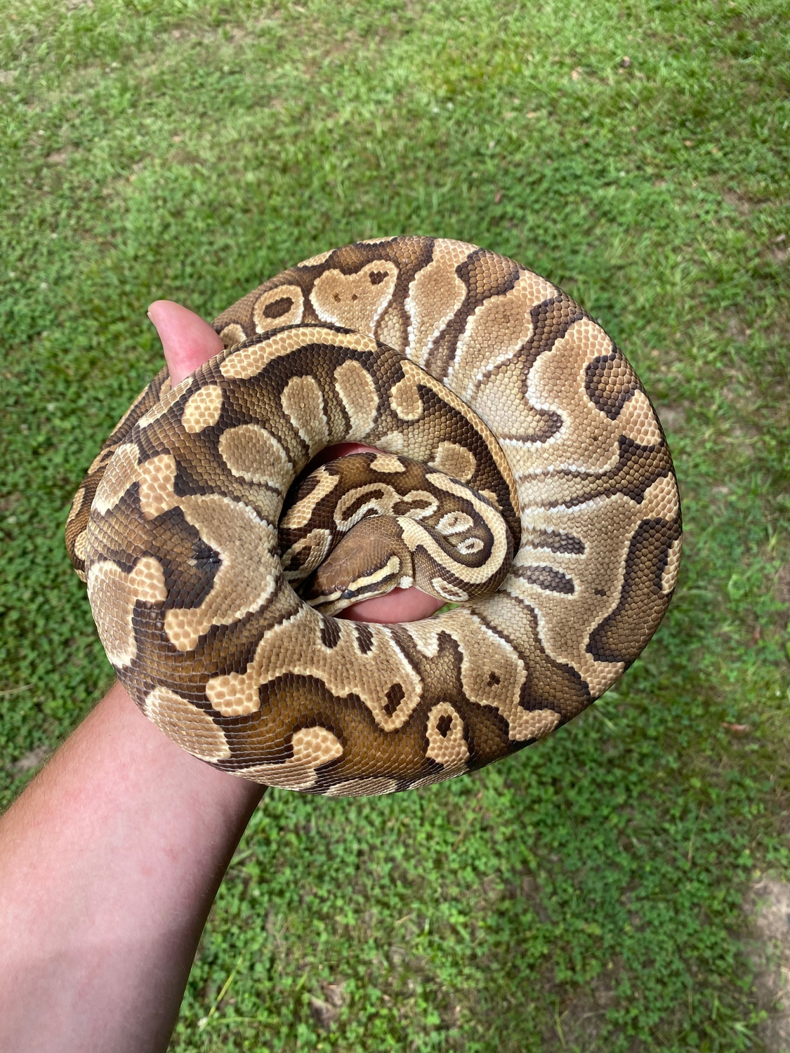 Butter 100 Het Clown Ball Python by Pates reptiles MorphMarket
