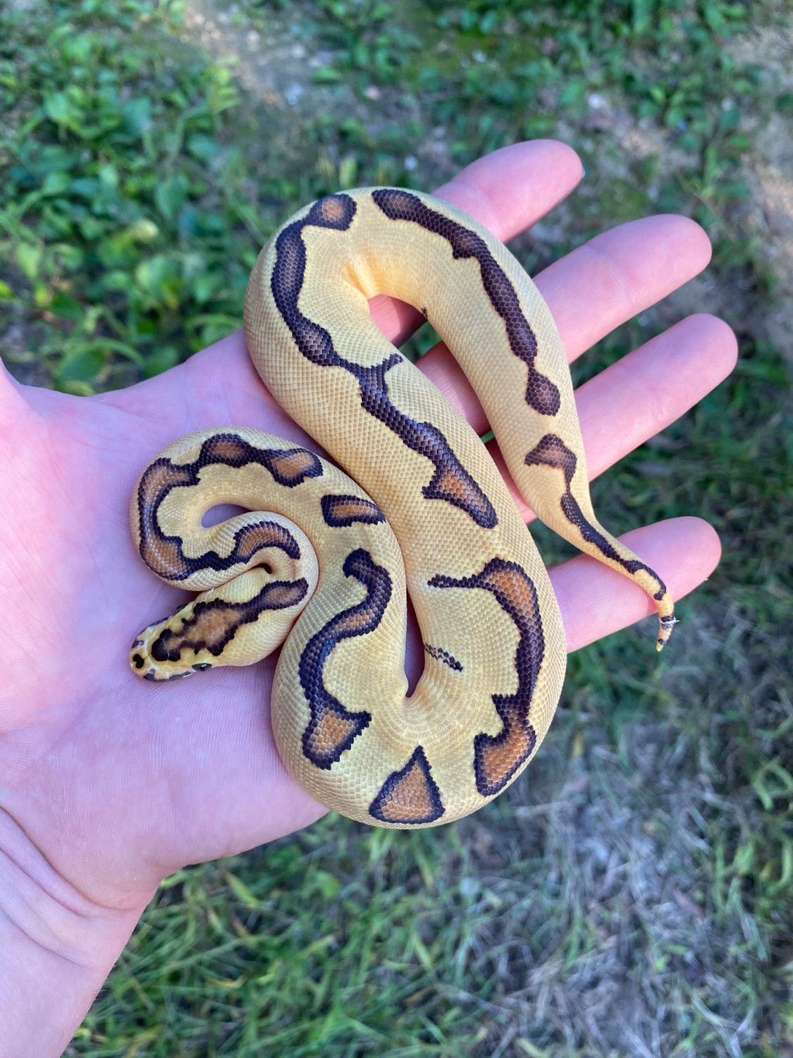Orange Dream Fire Enchi Clown Ball Python by Pates reptiles - MorphMarket