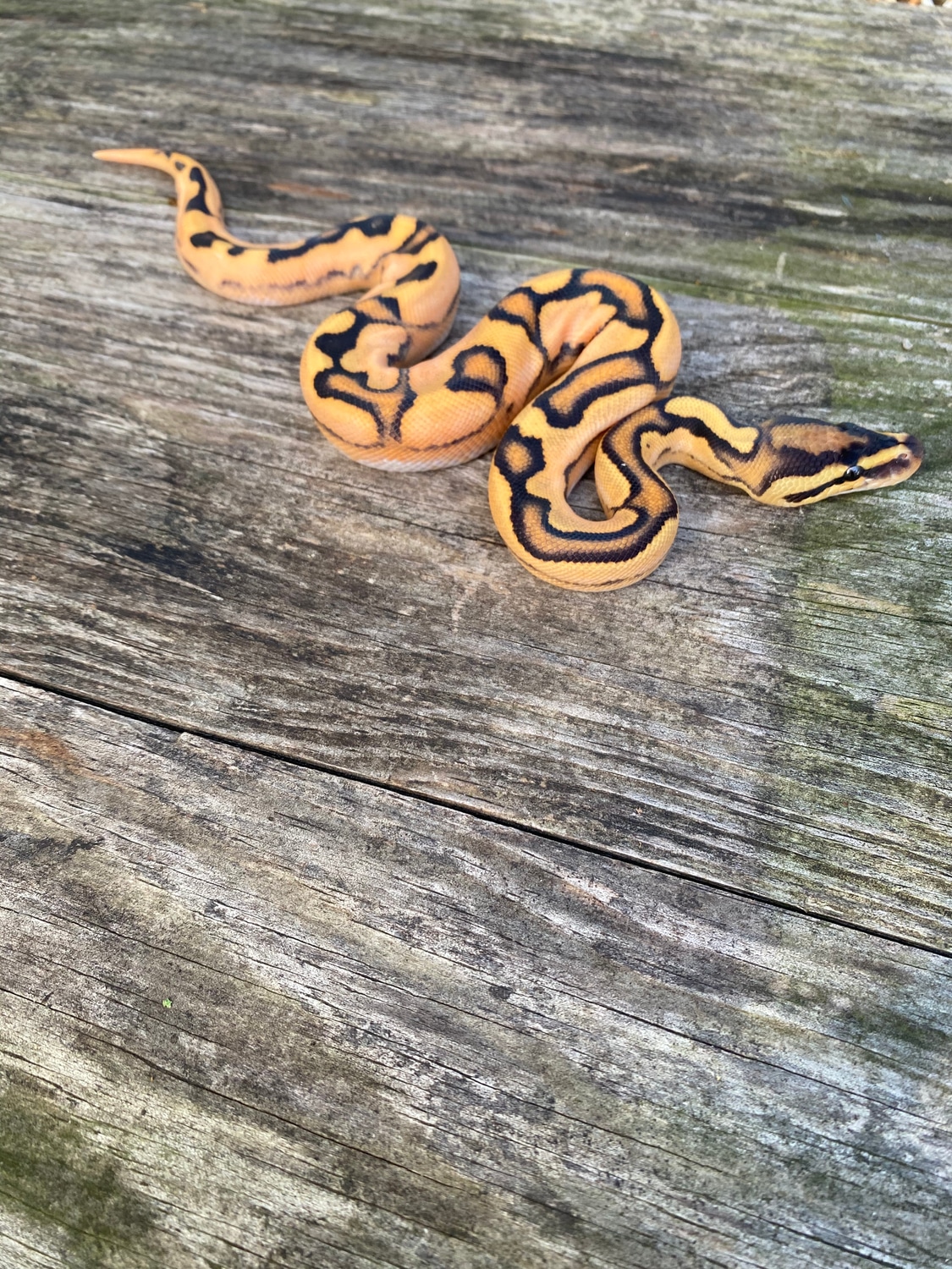 Super Orange Dream Fire Calico Enchi Yb Ball Python by Pates reptiles ...