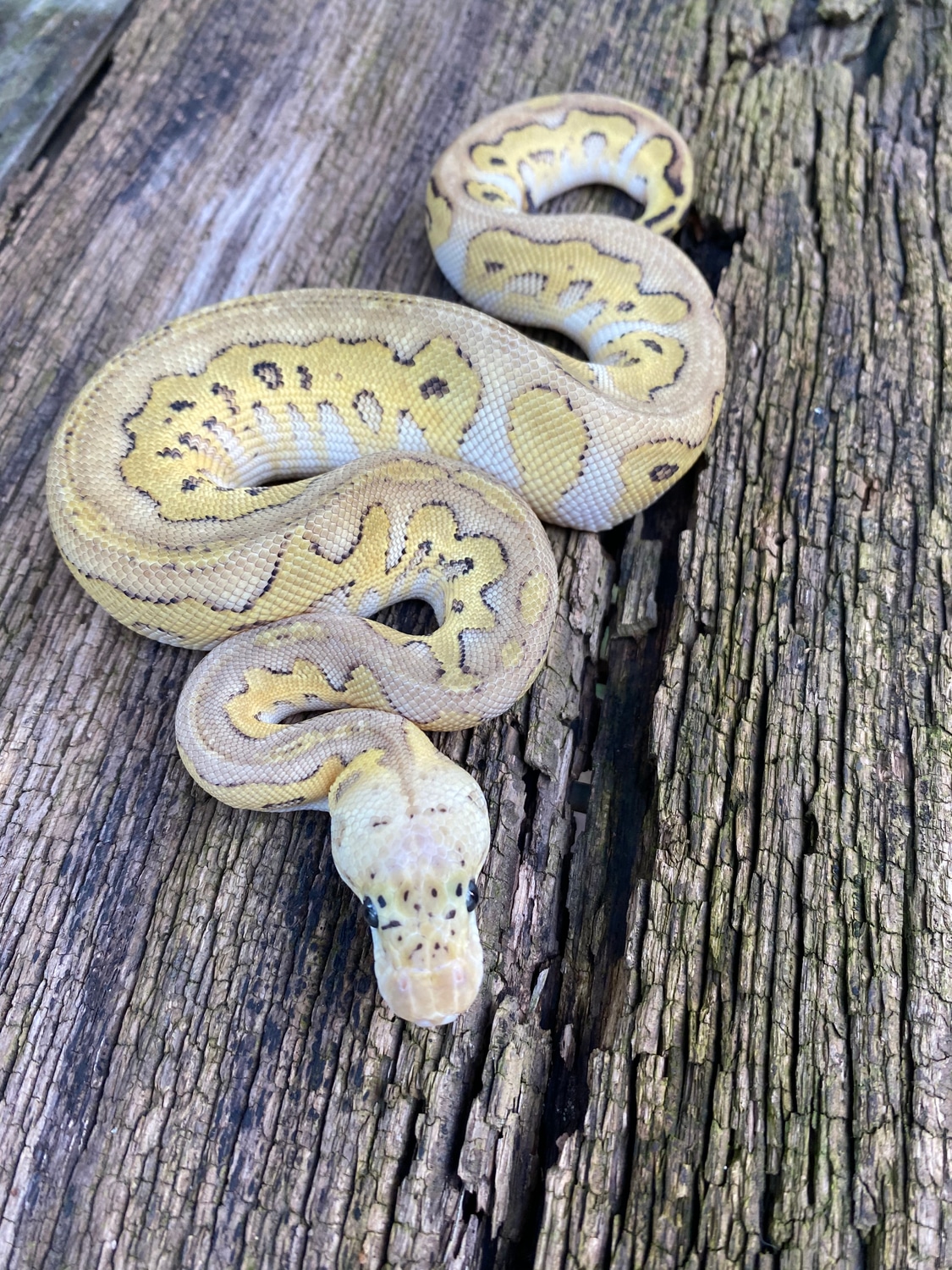 Russo Fire Pastel Clown Ball Python by Pates reptiles MorphMarket