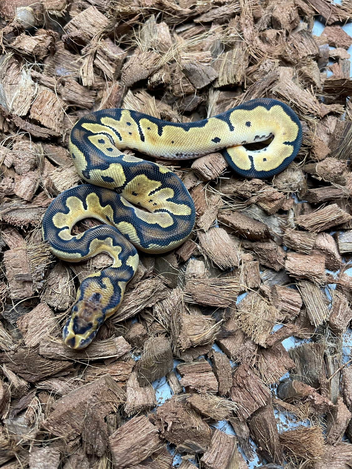Orange Dream Clown Ball Python by Pates reptiles MorphMarket