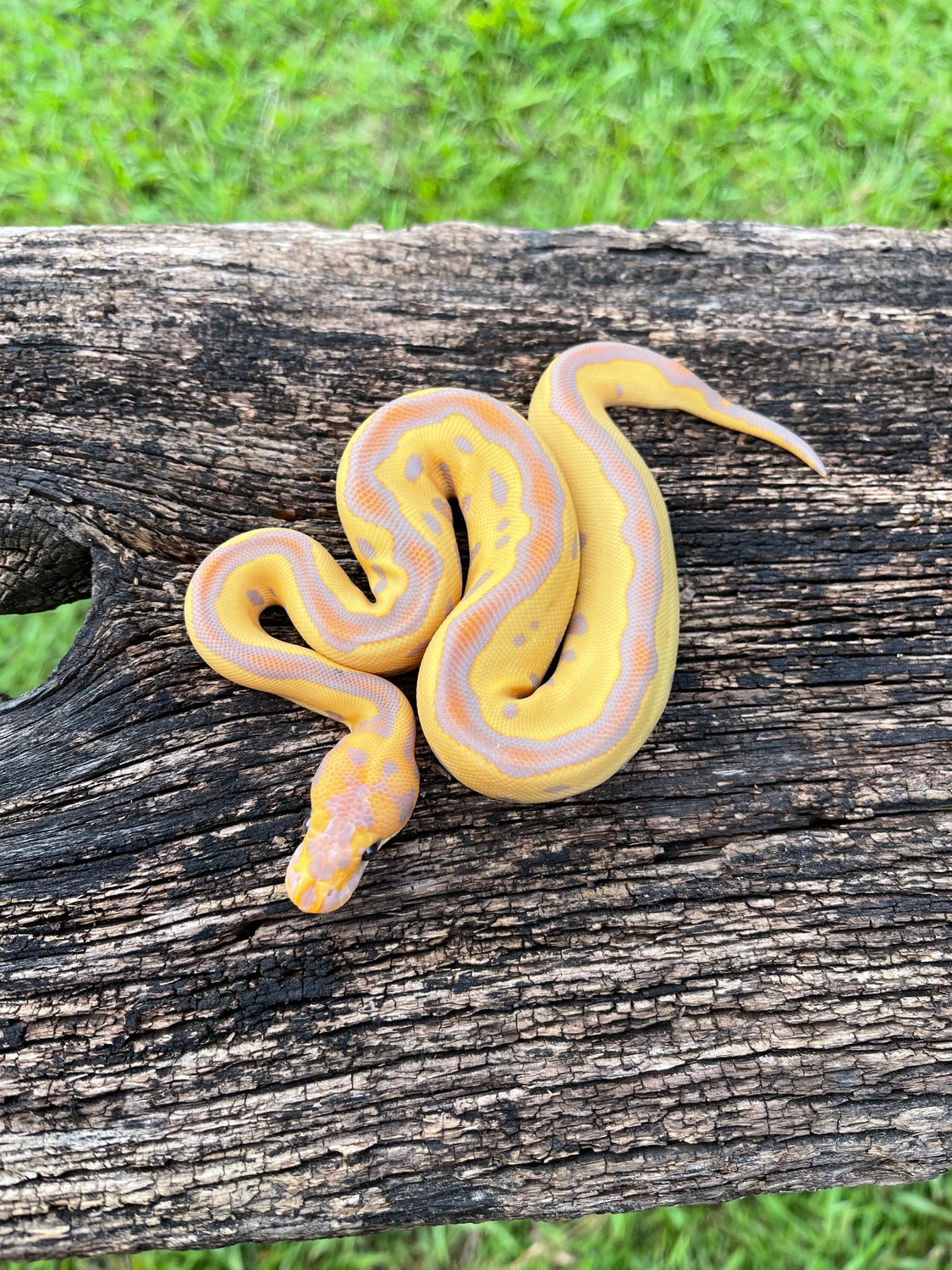 Banana Leopard Clown Ball Python by Pates reptiles MorphMarket