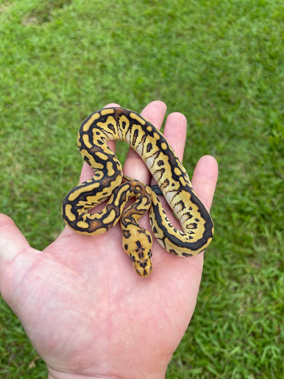 Russo Spotnose Clown Ball Python by Pates reptiles MorphMarket