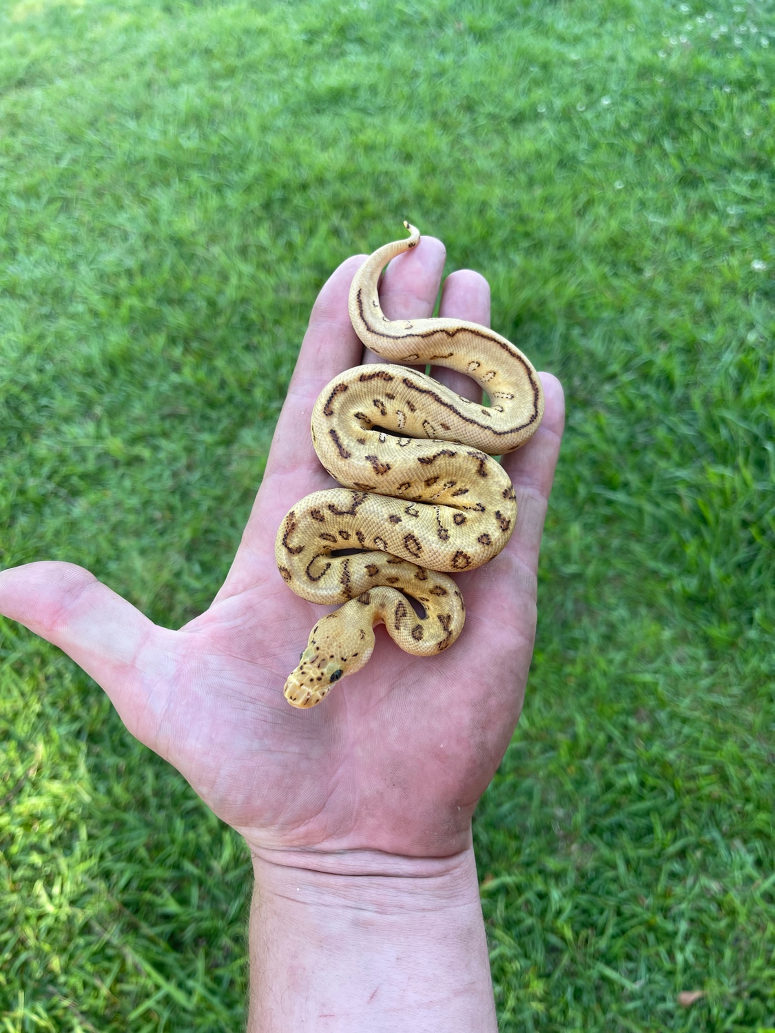 Russo Enchi Spotnose Pinstripe Clown Ball Python by Pates reptiles