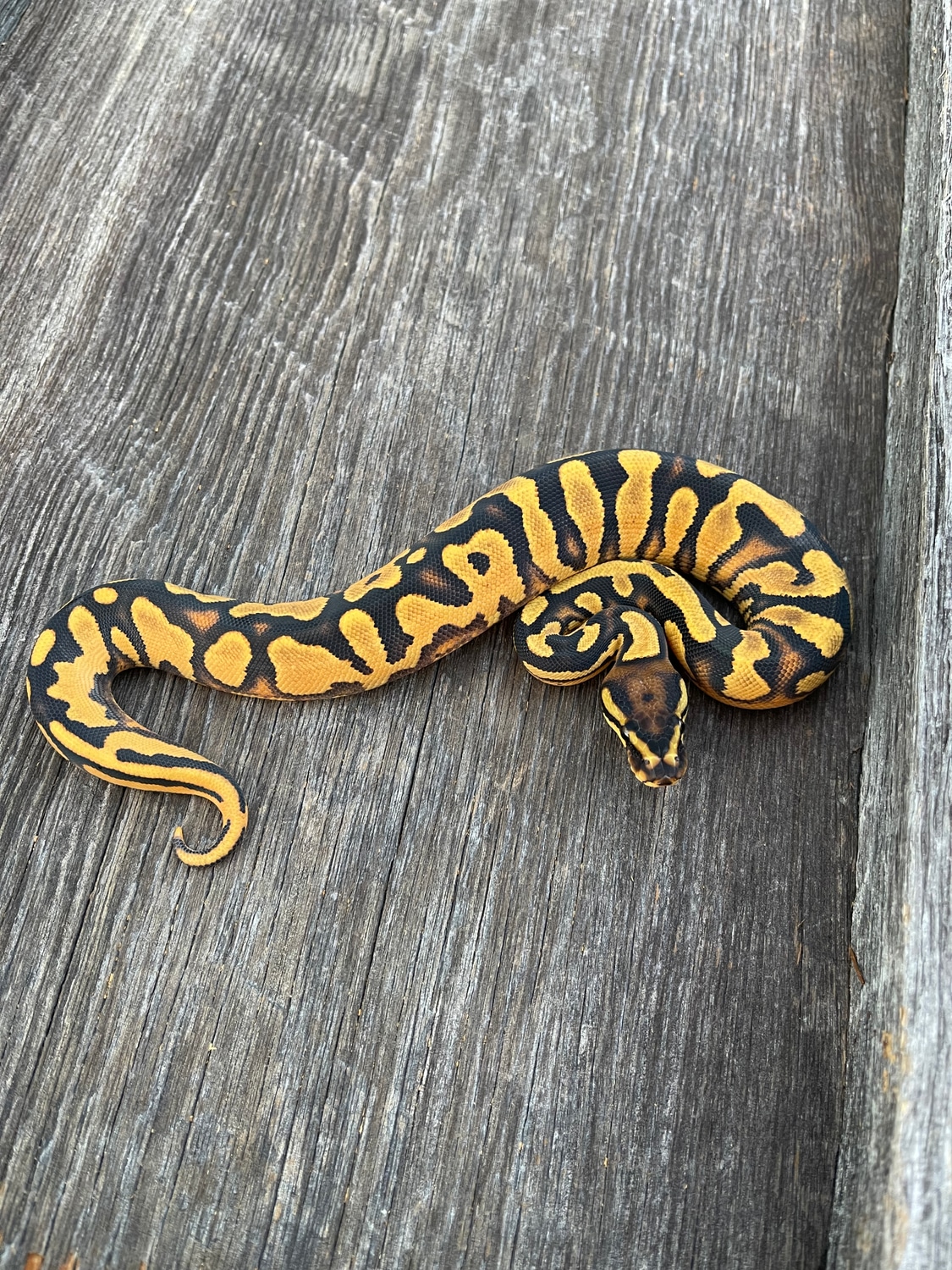 Super Orange Dream Yellowbelly 100 Het Pied Ball Python by Pates