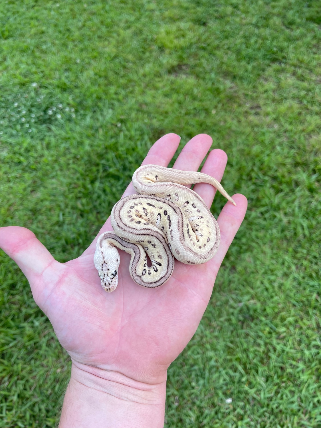 Russo Pastel Spotnose Leopard Clown Ball Python by Pates reptiles
