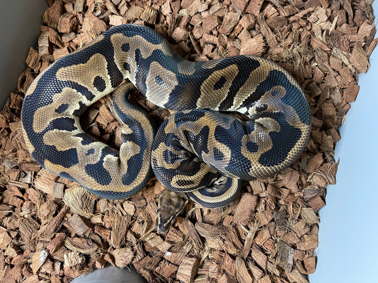 Leopard Double Het Clown Pied Ball Python by Pates reptiles MorphMarket