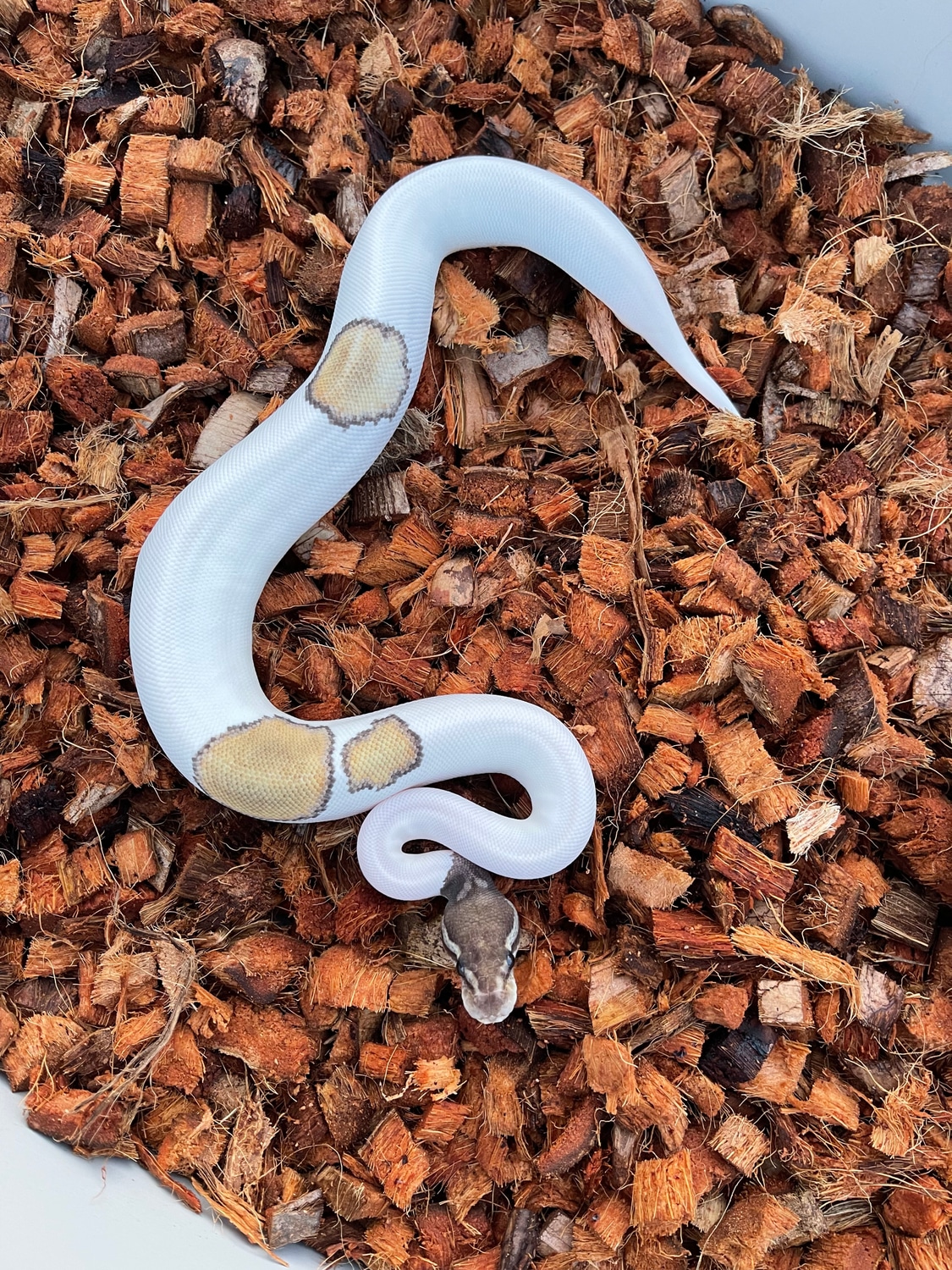 Mojave Pied Possible Orange Dream Ball Python by Pates reptiles
