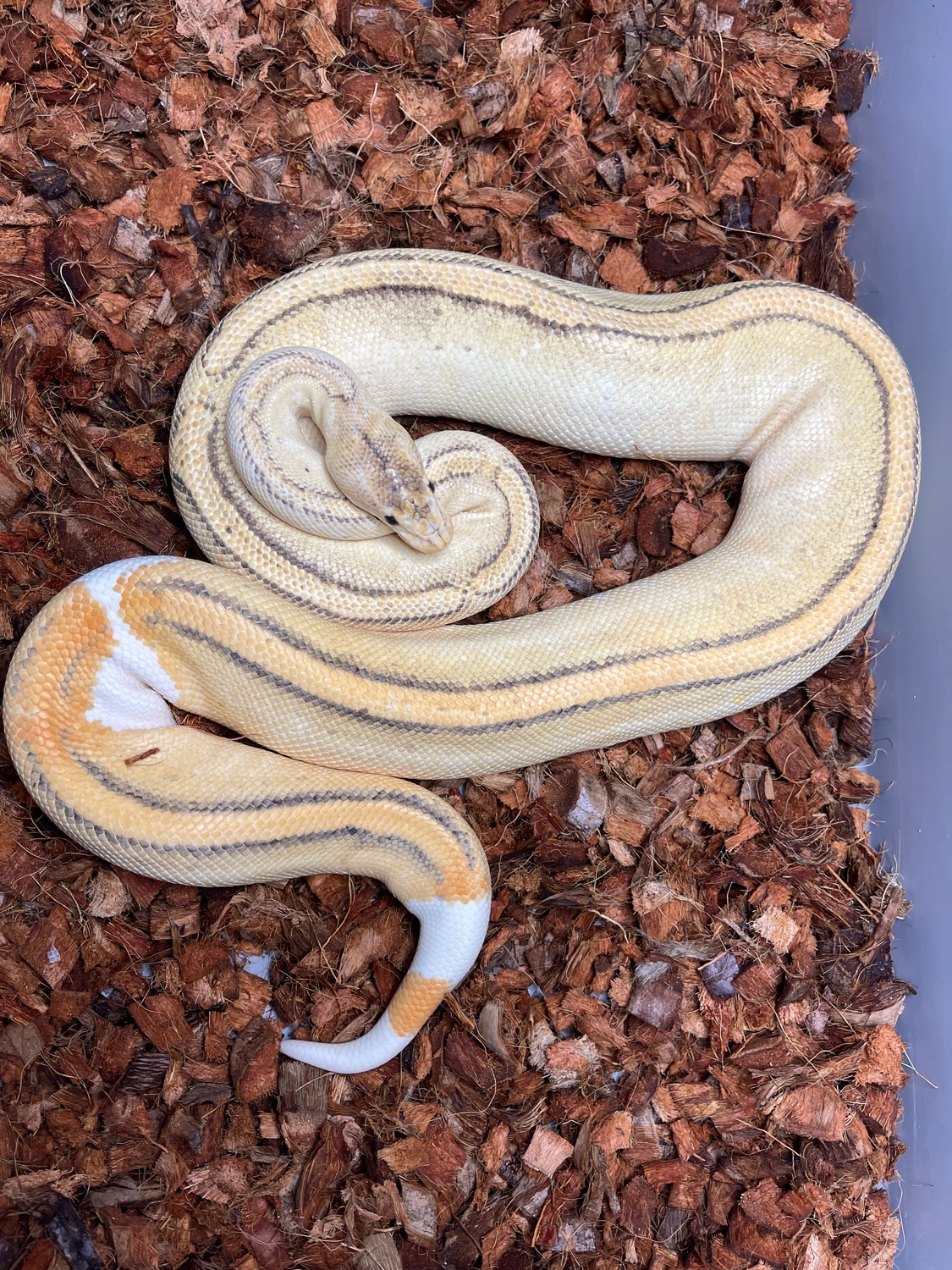 Orange Dream Fire Yellow Belly Champagne Ball Python by Pates reptiles