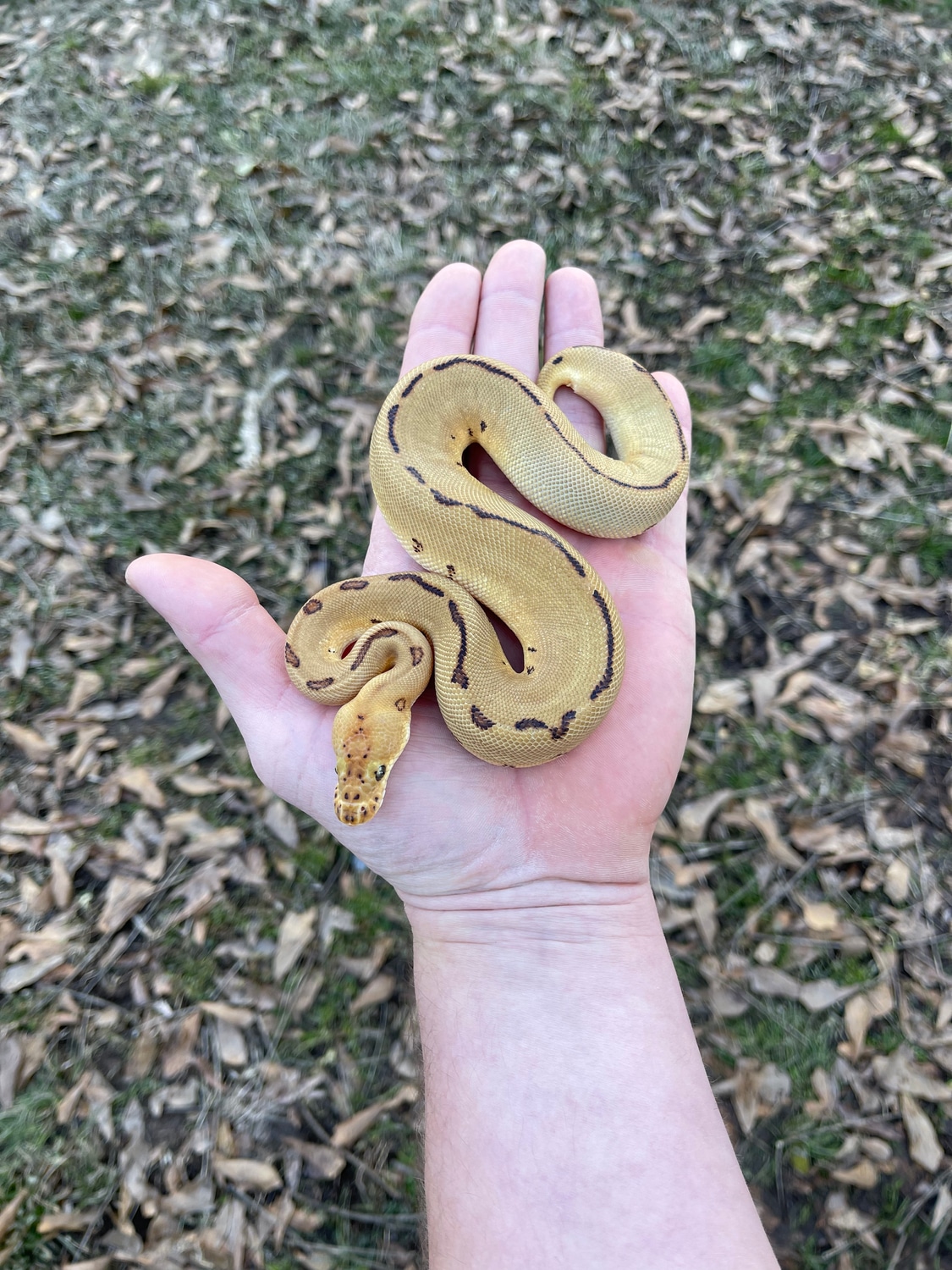 Leopard Pinstripe Enchi Clown Ball Python by Pates reptiles MorphMarket