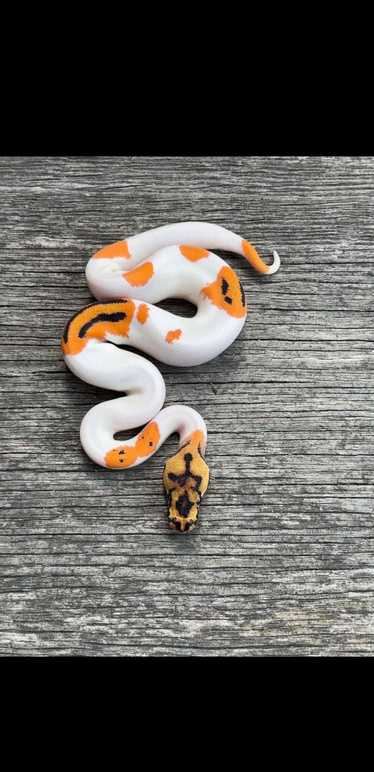 Orange Dream Yellowbelly Clown Pied Ball Python by Pates reptiles