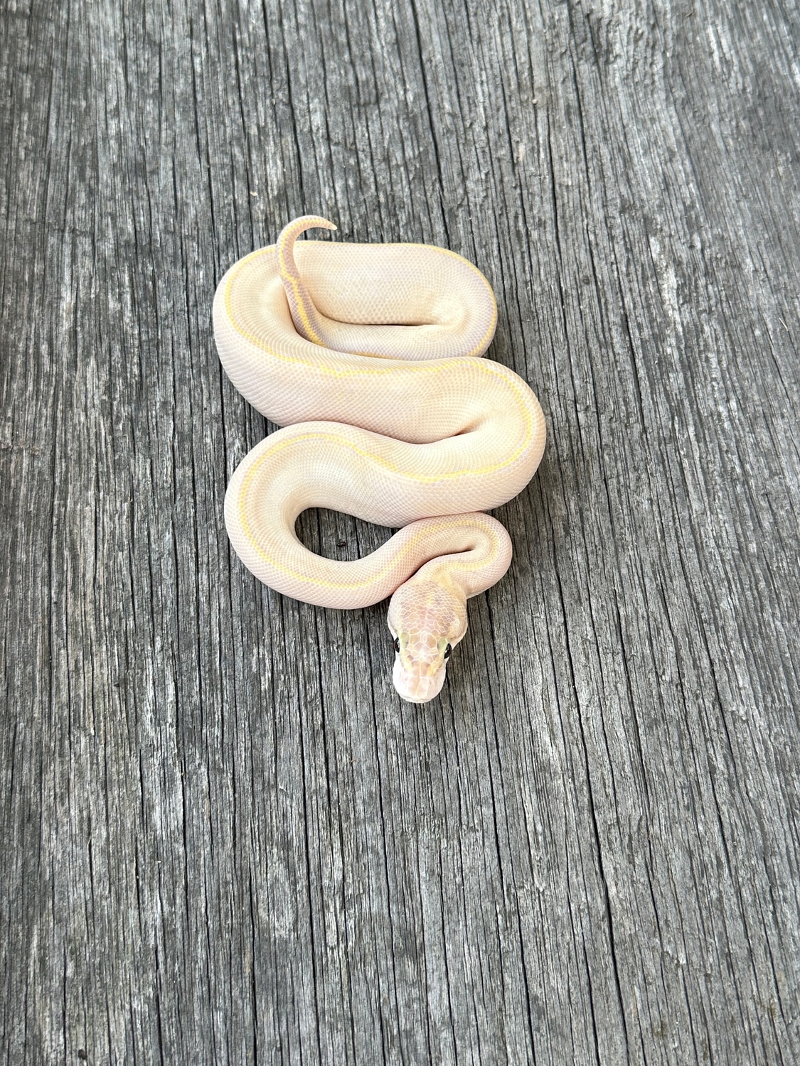 Ivory 100 Het Clown 100 Het Pied Ball Python by Pates reptiles