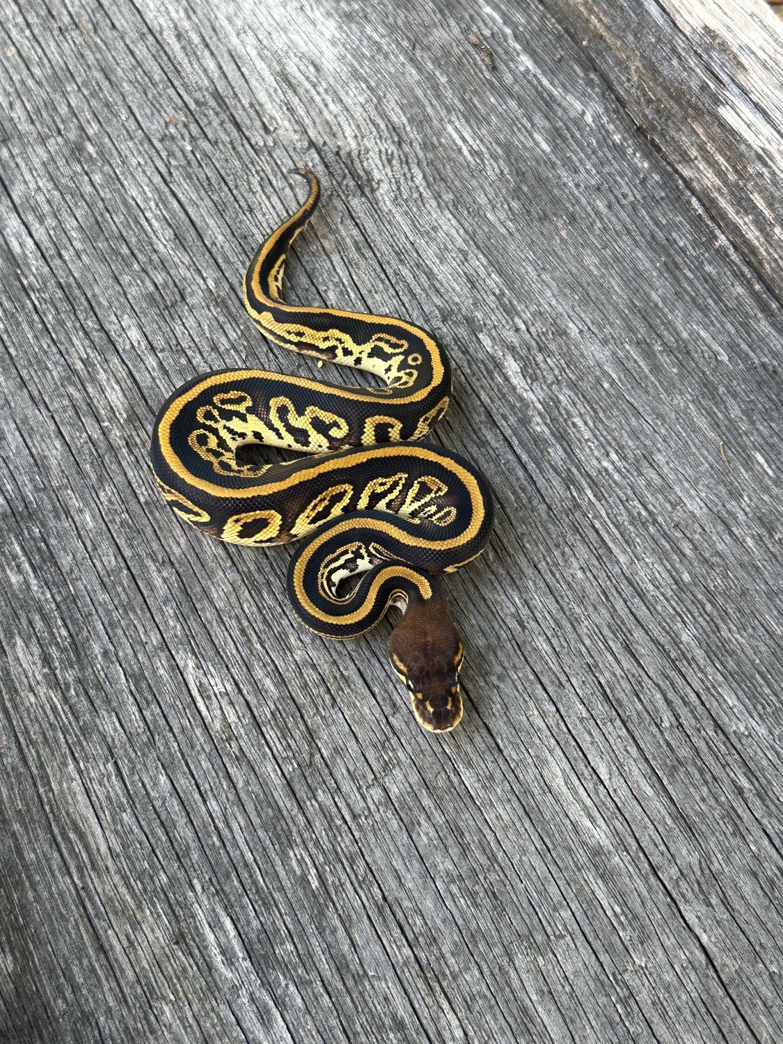 Bongo Leopard 100 Het Clown Ball Python by Pates reptiles MorphMarket