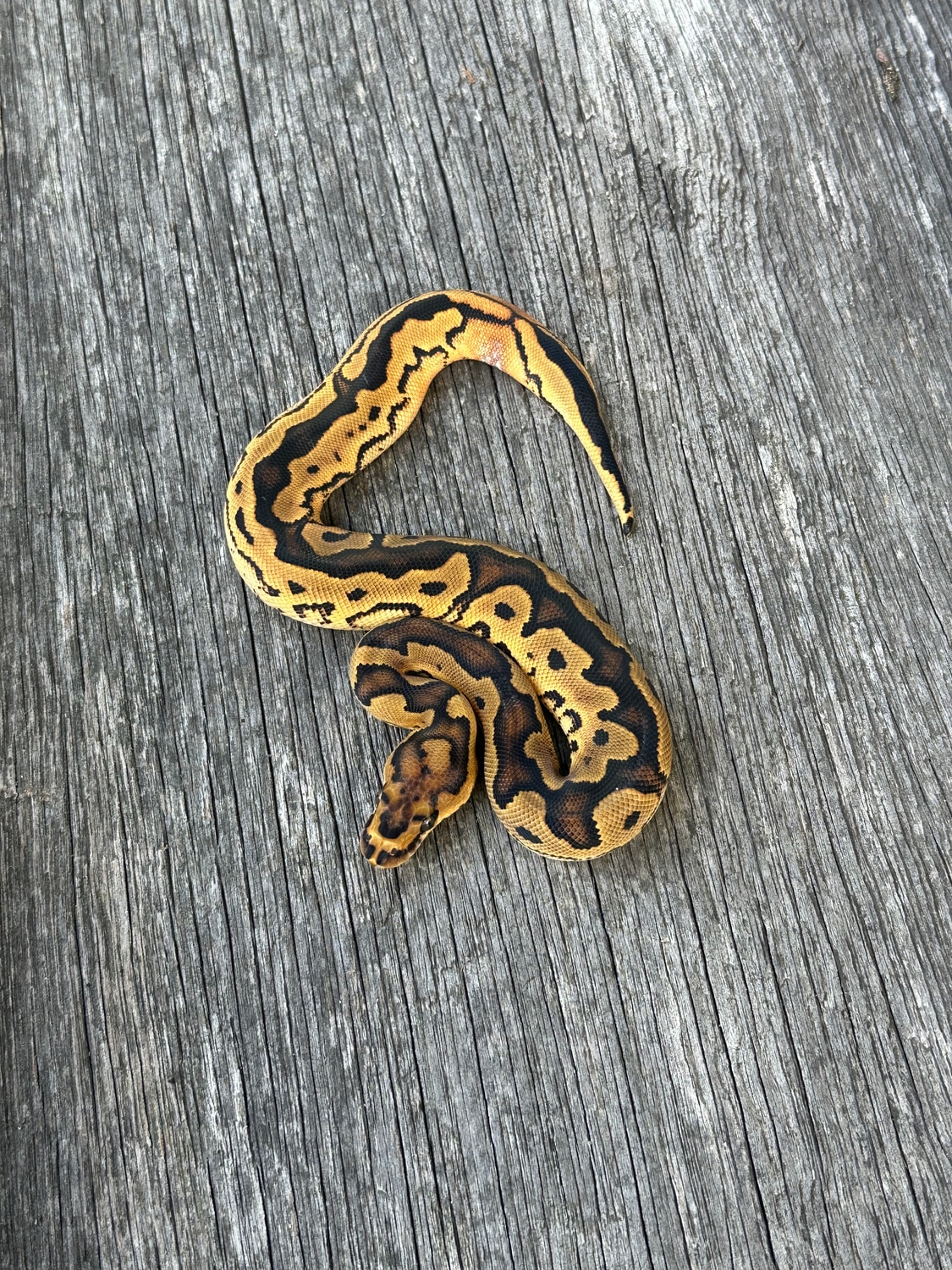 Orange Dream Calico Clown Ball Python by Pates reptiles MorphMarket