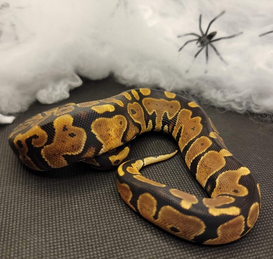 Normal Ball Python by NoodleTown Morphs LLC
