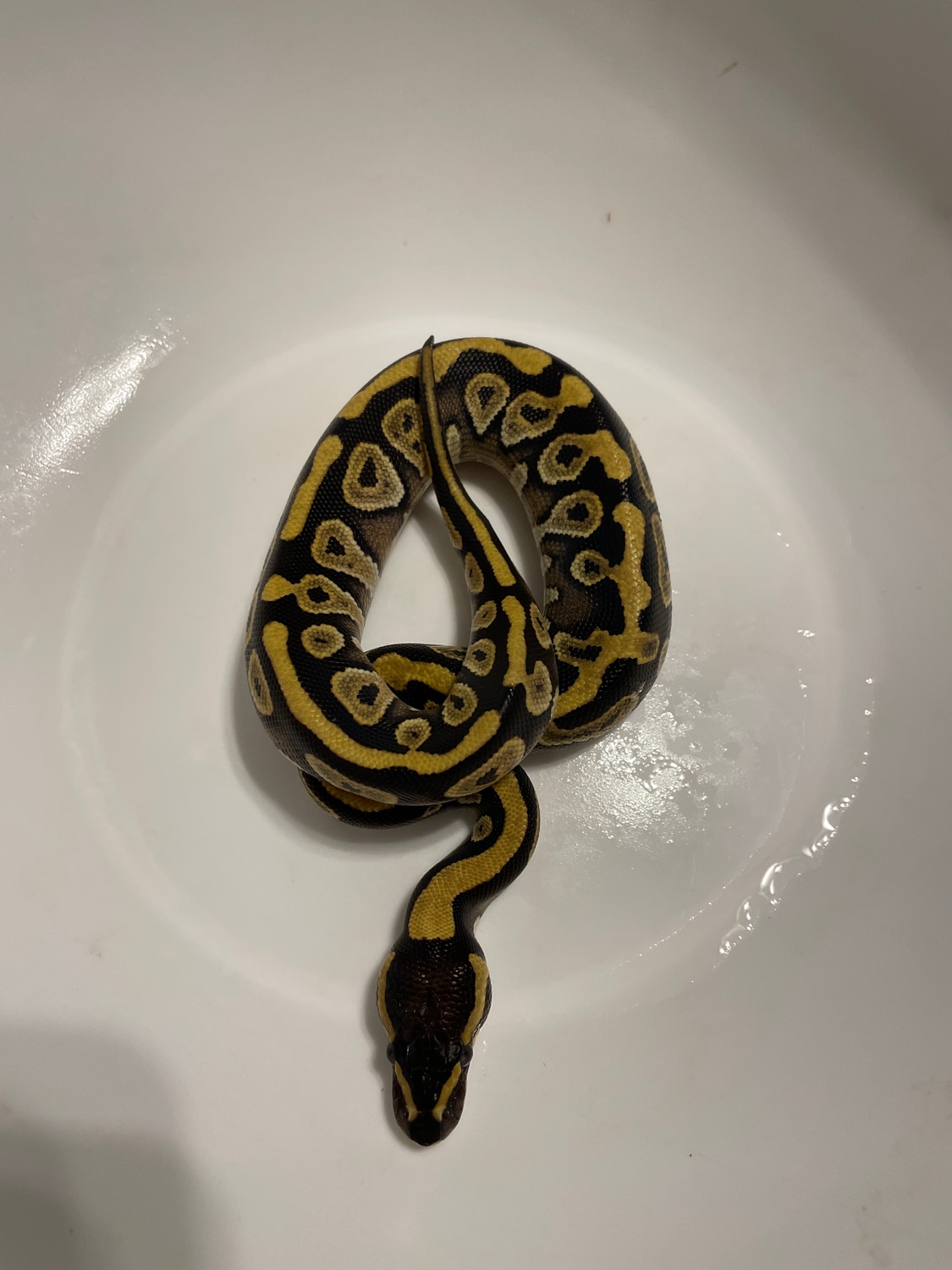 Mojave Ball Python by Coils and Toils - MorphMarket