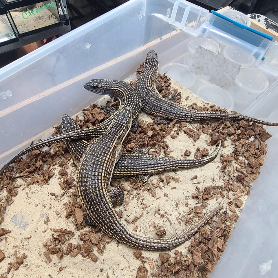 African Plated Lizards More Lizard by Amped Up Reptiles MorphMarket