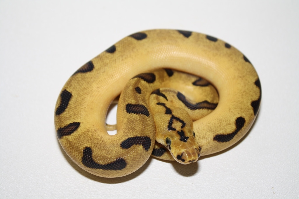 Super Enchi Pastel Clown Ball Python by Rp Reptiles - MorphMarket
