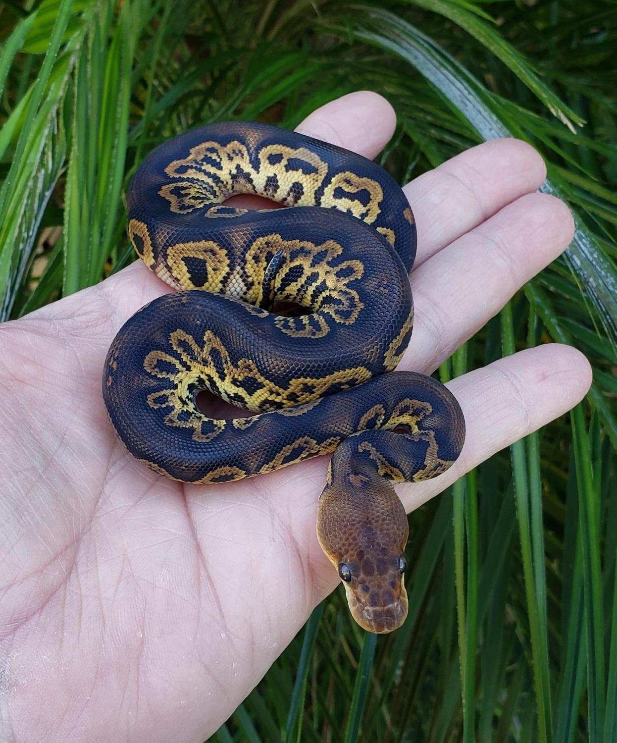 Black Head Clown Ball Python by Rp Reptiles - MorphMarket