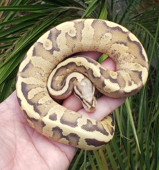 Vanilla Cream Het Clown Ball Python by Rp Reptiles