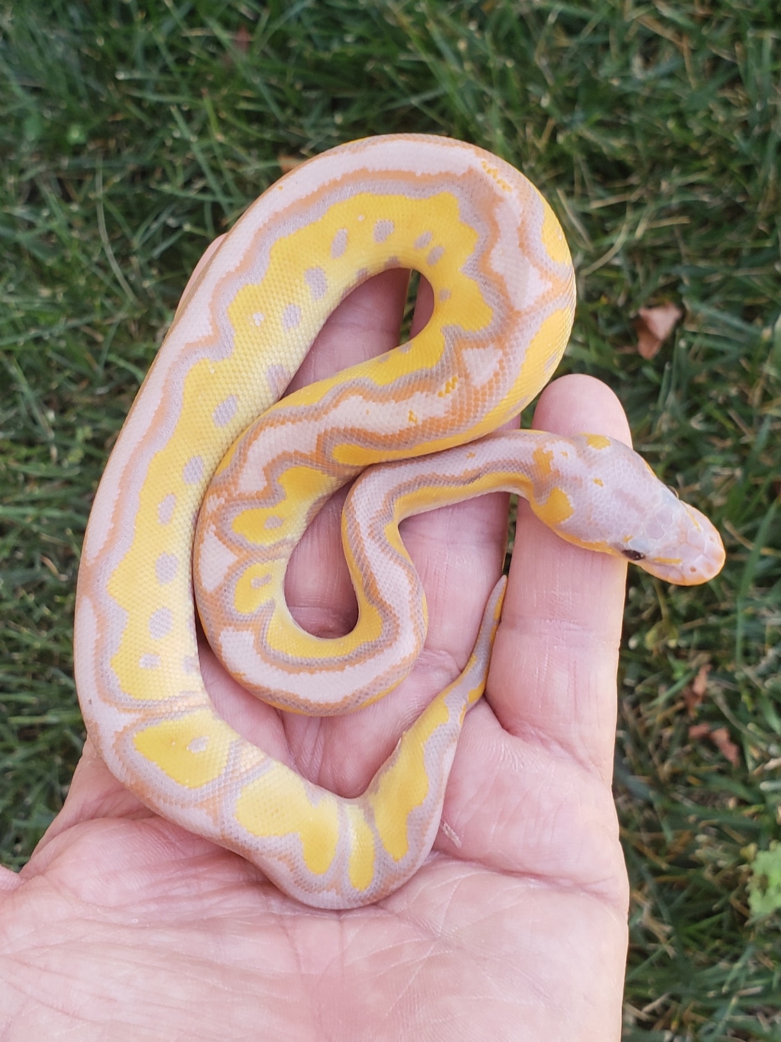 Banana Black Head Enchi Clown (Poss Het Ghost) Ball Python by Rp