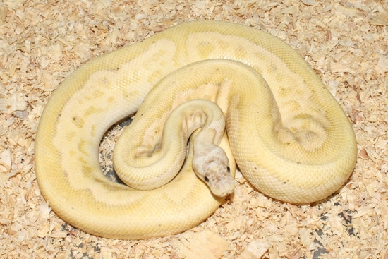 Female Maker Banana Black Head Pastel Clown (Poss Het Ghost) Ball ...