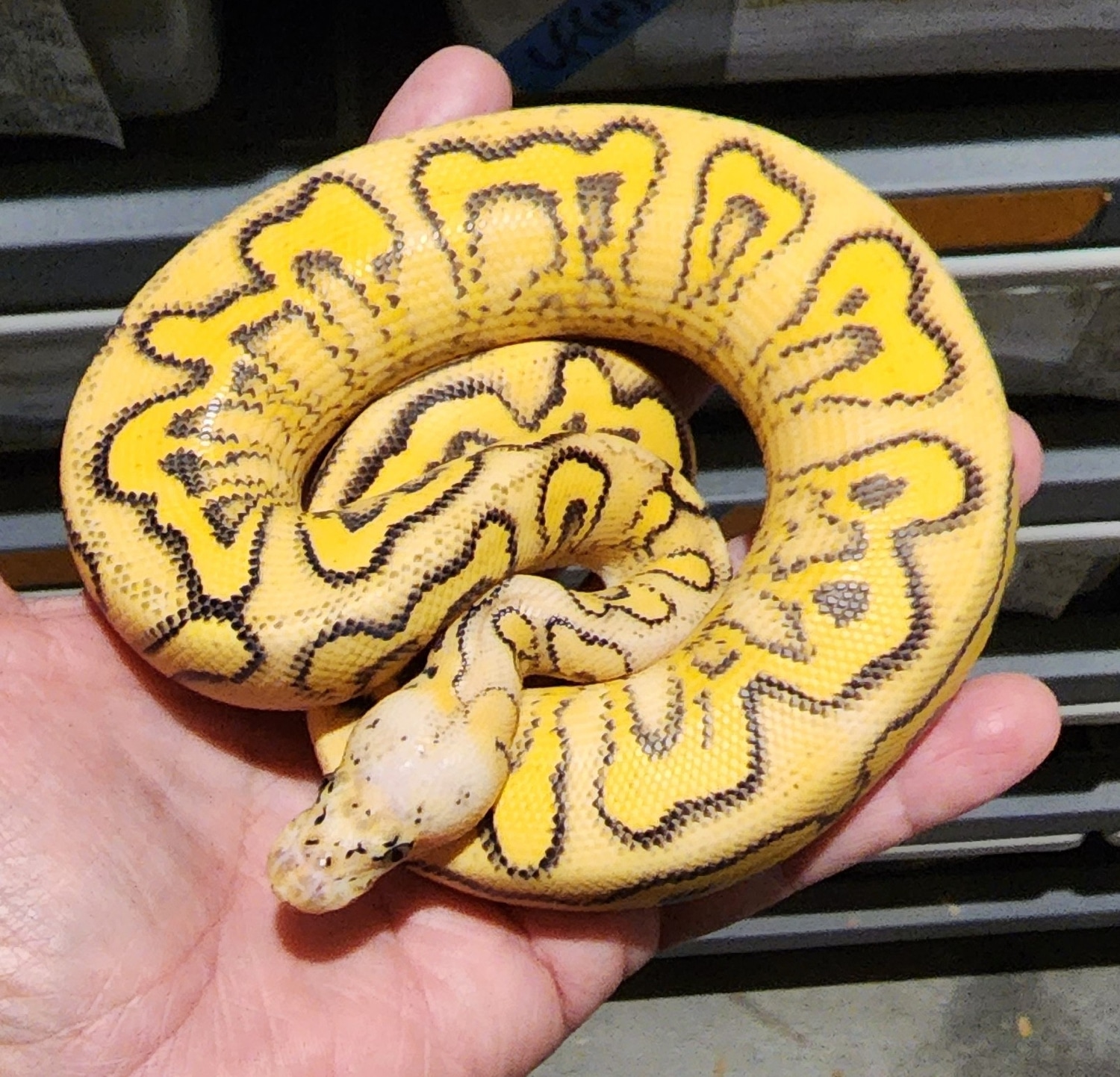 Super Gravel Pastel Clown Ball Python by Rp Reptiles - MorphMarket