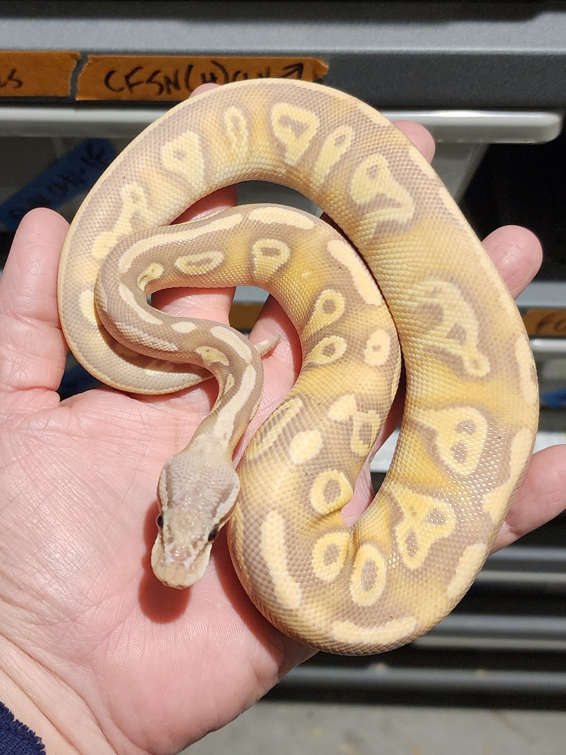Banana Black Head Pastel Het Clown (Poss Het Ghost) Ball Python by Rp
