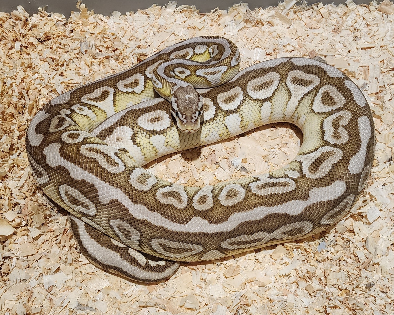 Lesser Pastel Spotnose Het Clown