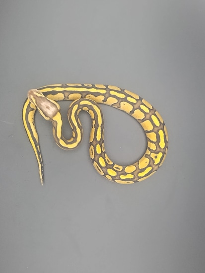 Firefly Ball Python Drawing Firefly Special Ball Python by Ophidian Forge