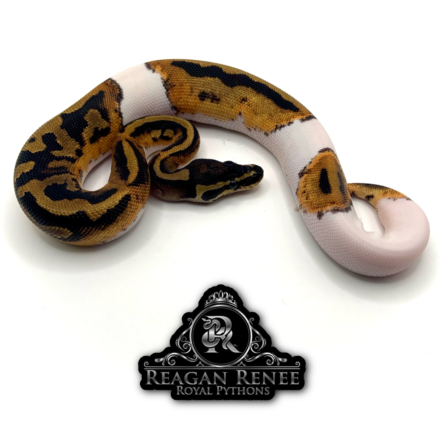 Pied Het Candy Ball Python by Reagan Renee Royal Pythons MorphMarket