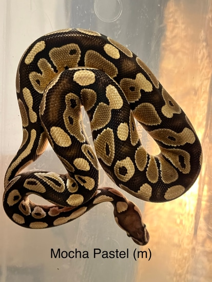 Mocha Pastel Het Piebald Ball Python by R&R Ball Pythons and Cresties