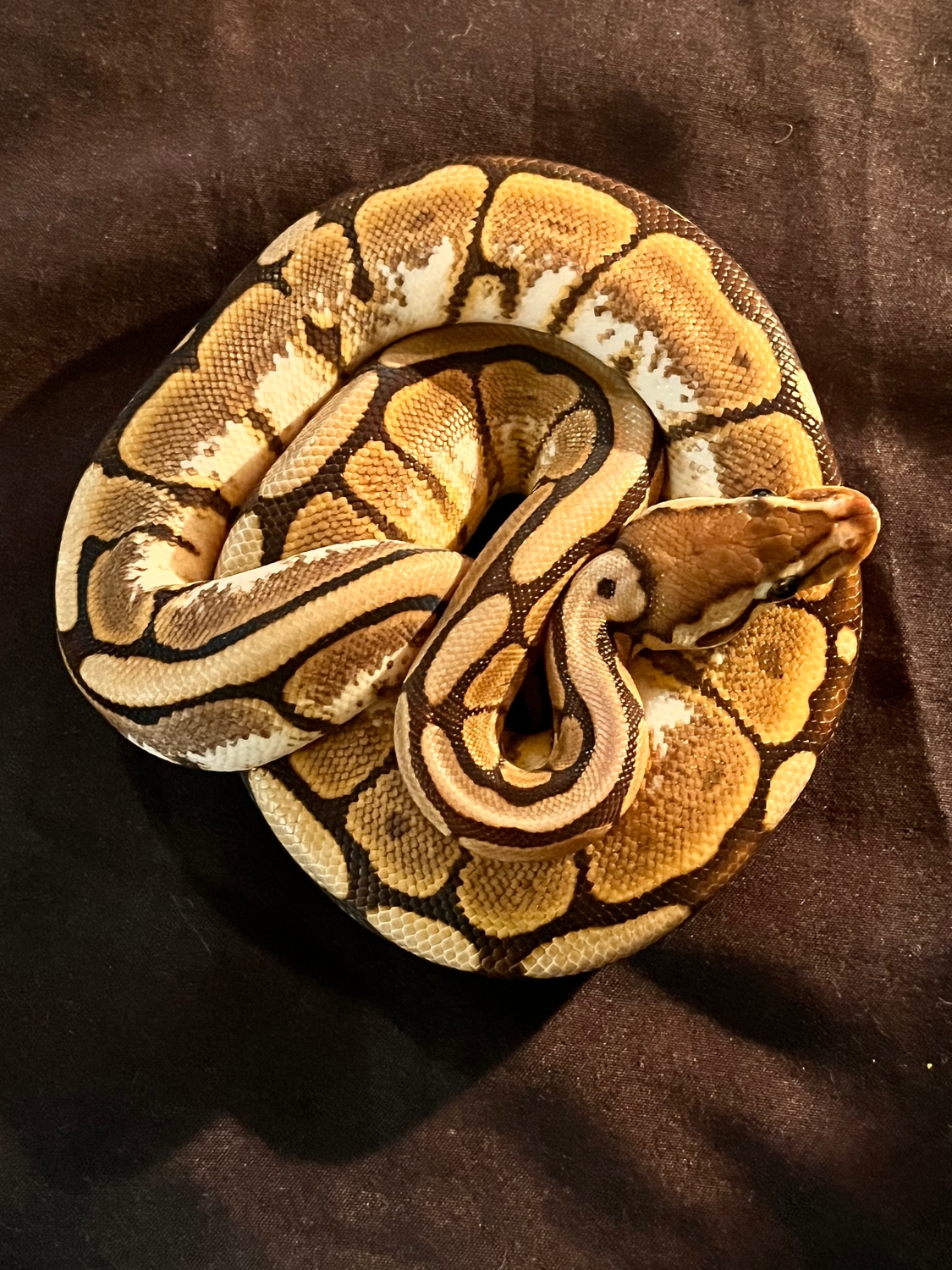 Spider Cinnamon Ball Python by R&R Ball Pythons and Cresties - MorphMarket
