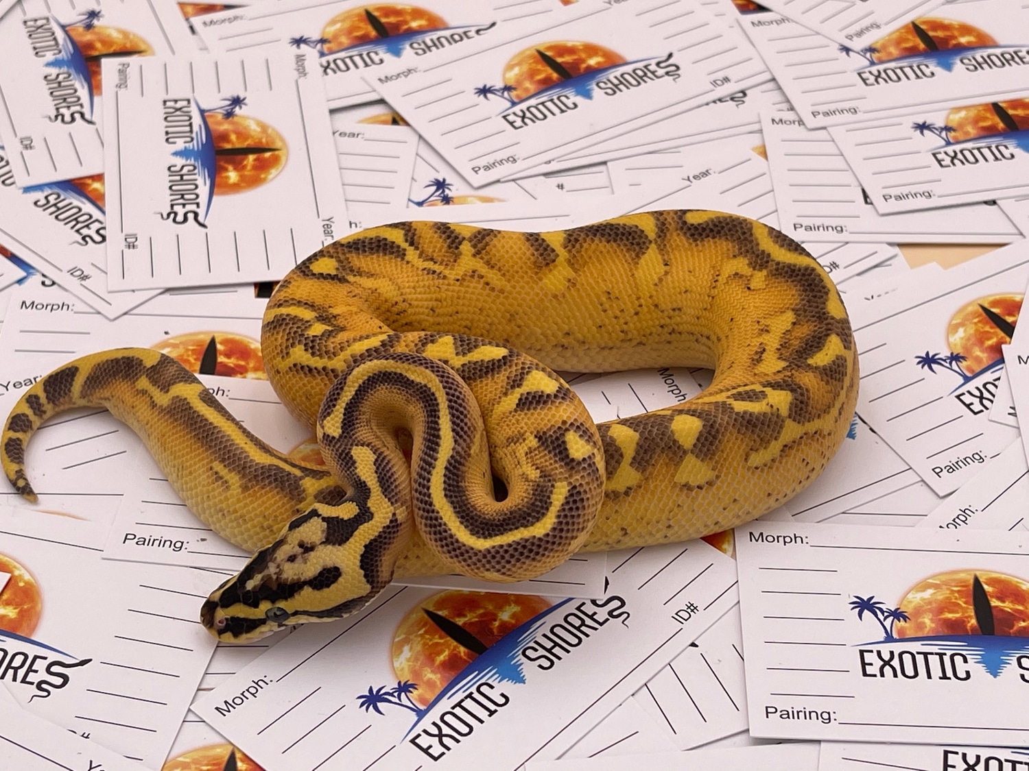 Pastel OD Enchi Freeway Ball Python by Exotic Shores MorphMarket
