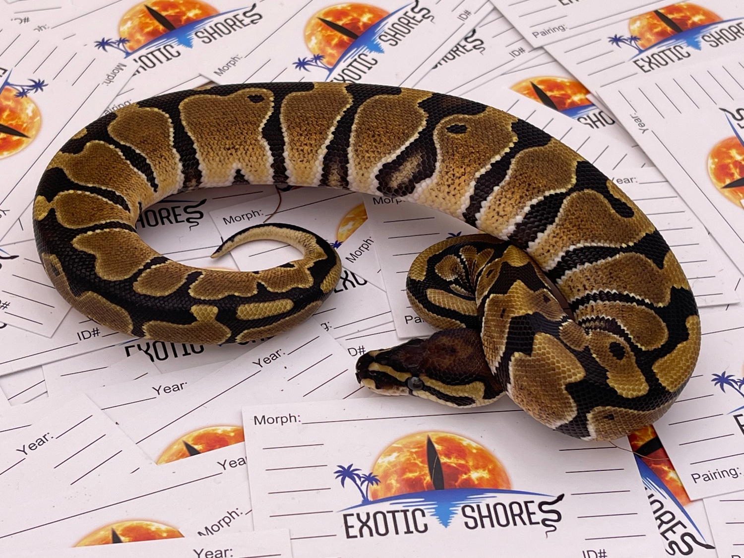 Double Het Albino Pied Ball Python by Exotic Shores - MorphMarket