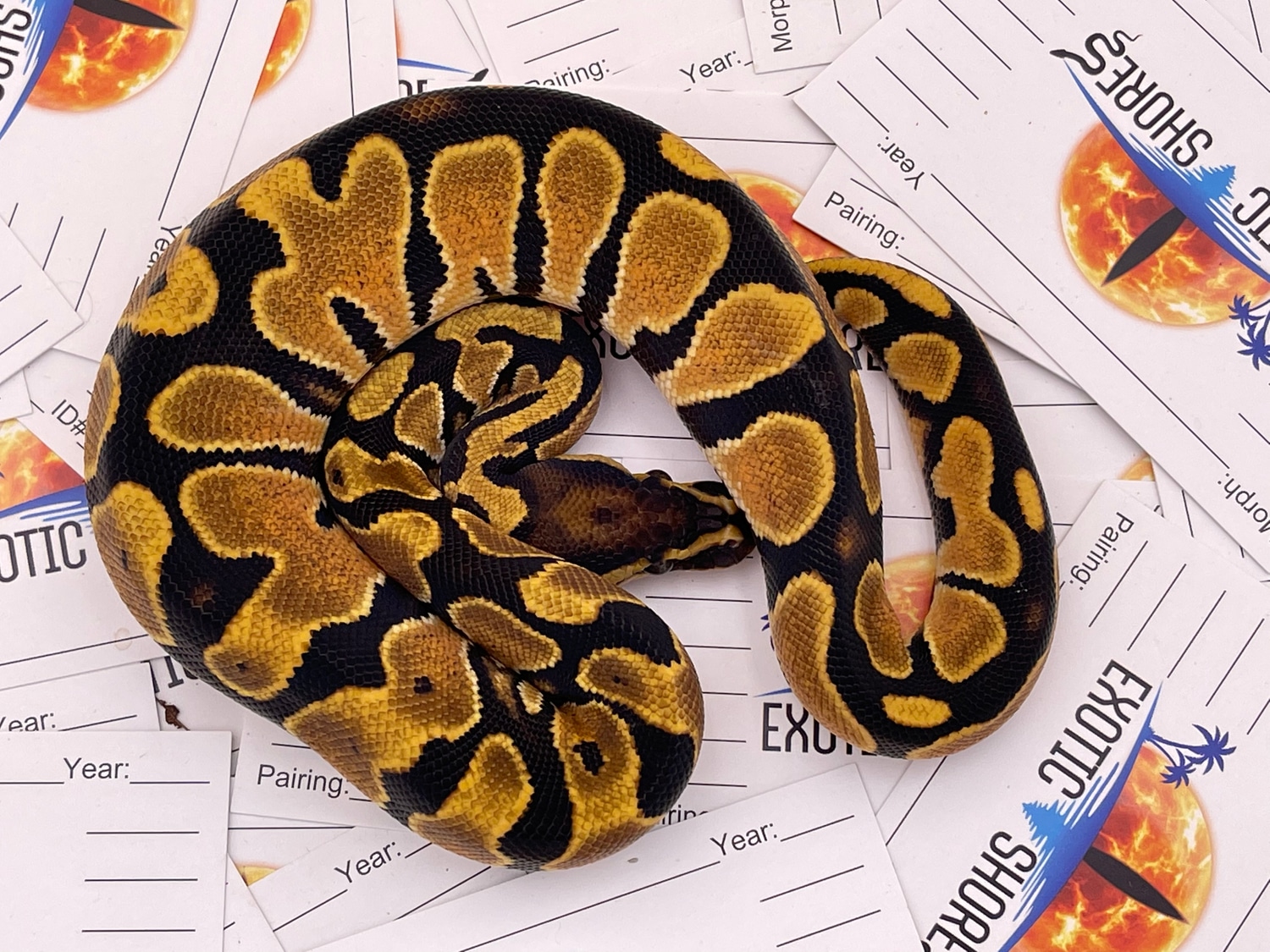 OD Yellow Belly Or Gravel Ball Python by Exotic Shores MorphMarket