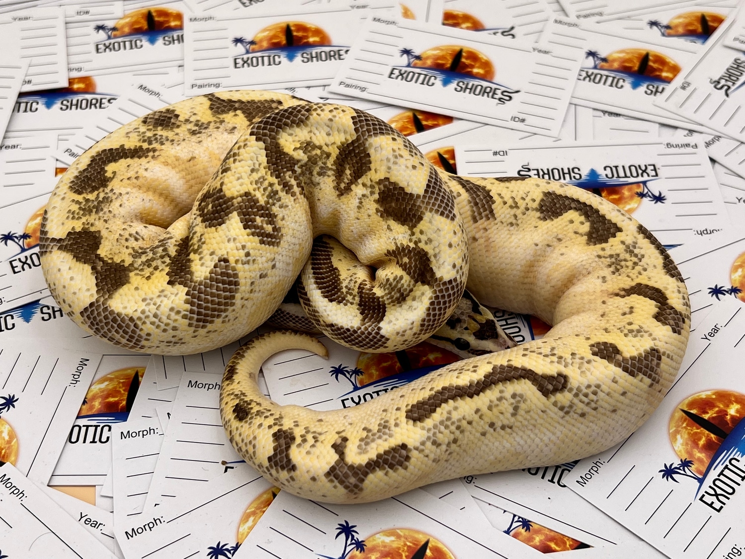 Spider Freeway Ball Python by Exotic Shores - MorphMarket