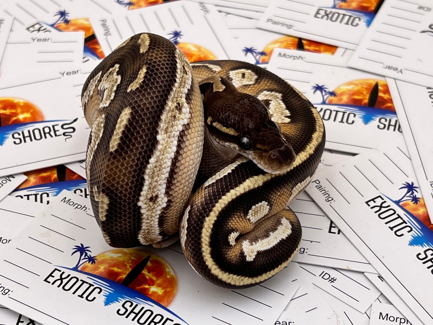Blackhead OD Mojave Ph Hypo Ball Python by Exotic Shores MorphMarket