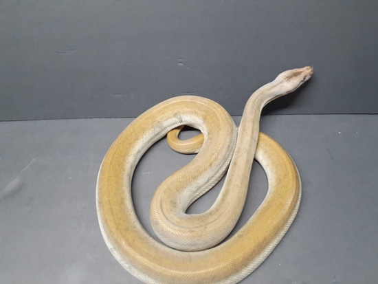 Patternless Labyrinth, 100% Het Albino Burmese Python by Reno’s Reptiles