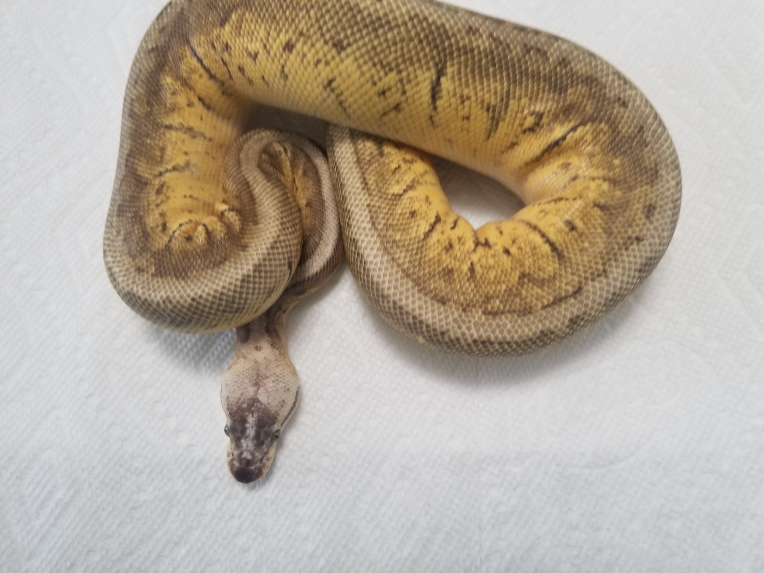 Killer Blast Ball Python by KY KonstrictorZ - MorphMarket