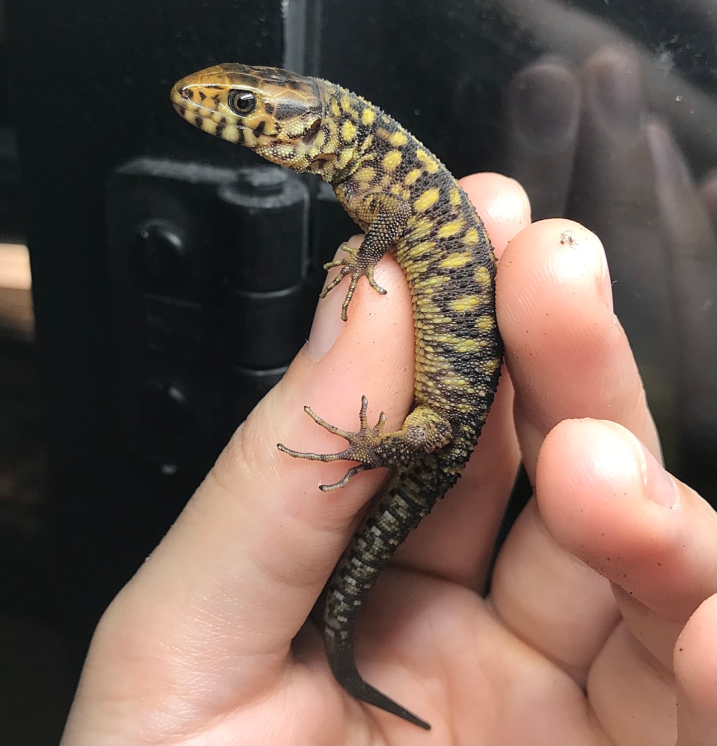 Yellow Spotted Night Lizard Other Lizard by Roots, Scoots, & Scales MorphMarket