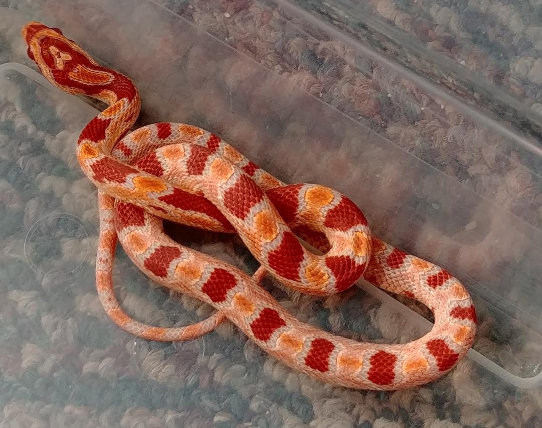 Amel Okeetee From Fluorescent SMR Stock Corn Snake by Ted & Nora